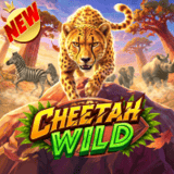 Cheetah-wild